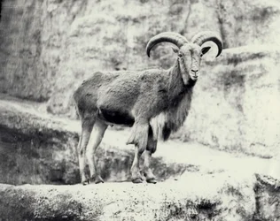 Male Barbary sheep on the Mappin terrace, London Zoo